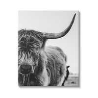 Stupell Industries Highland Cow goveda Rog Close Up spokojna fotografija fotografija Galerija umotano platno